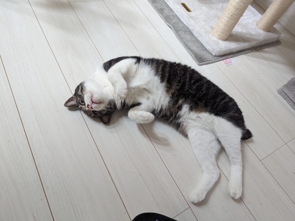 保護猫　サバ白　幸せ報告