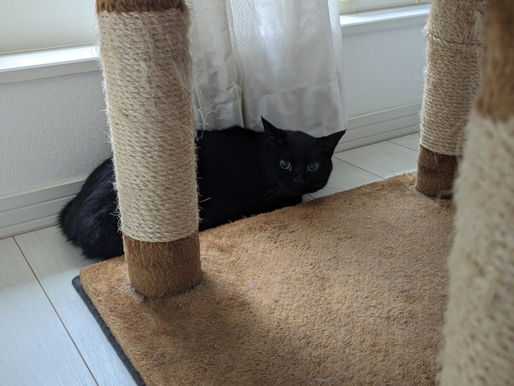 保護猫　黒猫　怖がり