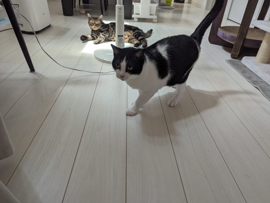 保護猫　幸せ　くろしろ　アメショー