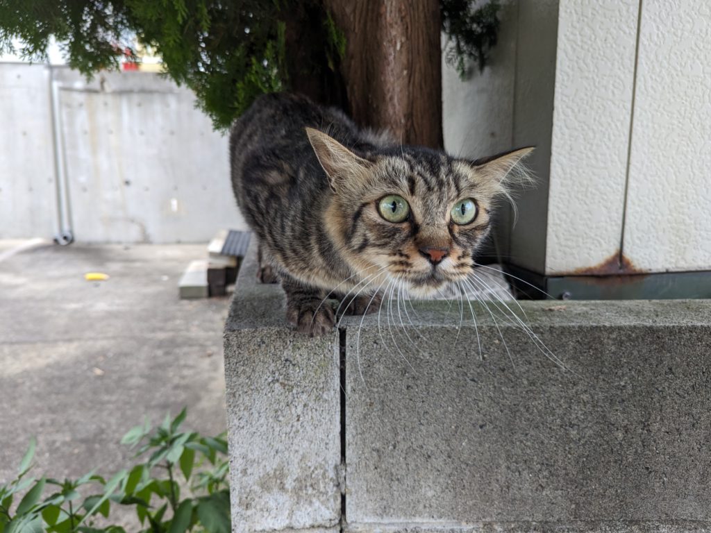 野良猫　保護猫　キジトラ　里親募集