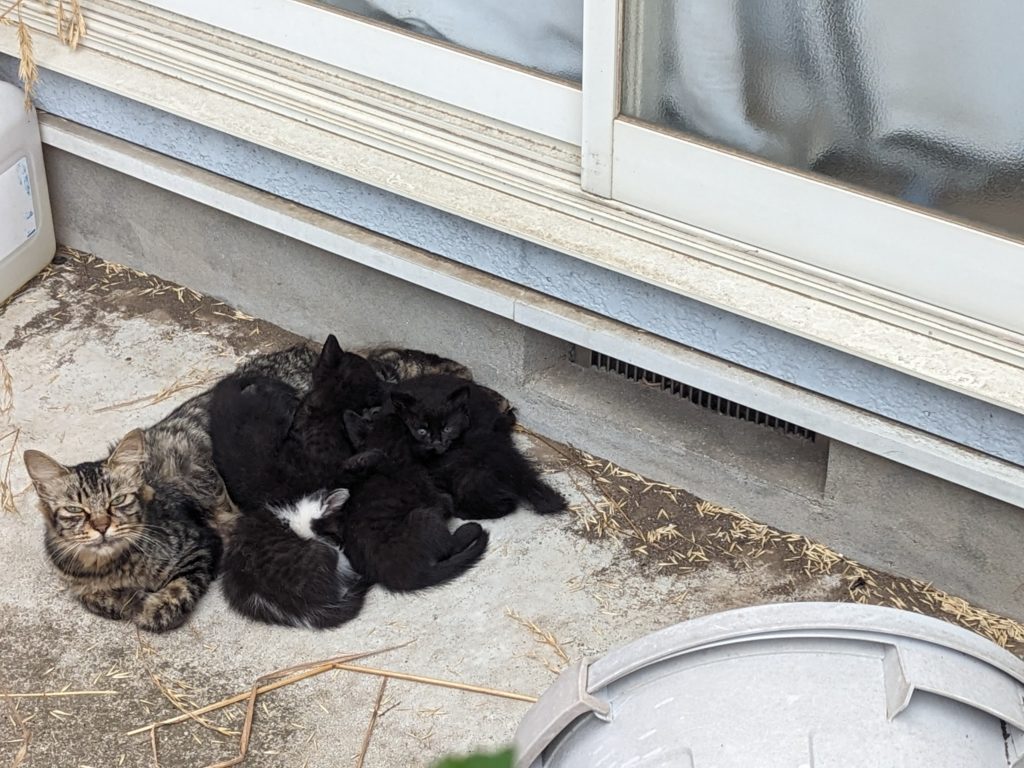 野良猫　保護猫　キジトラ　里親募集