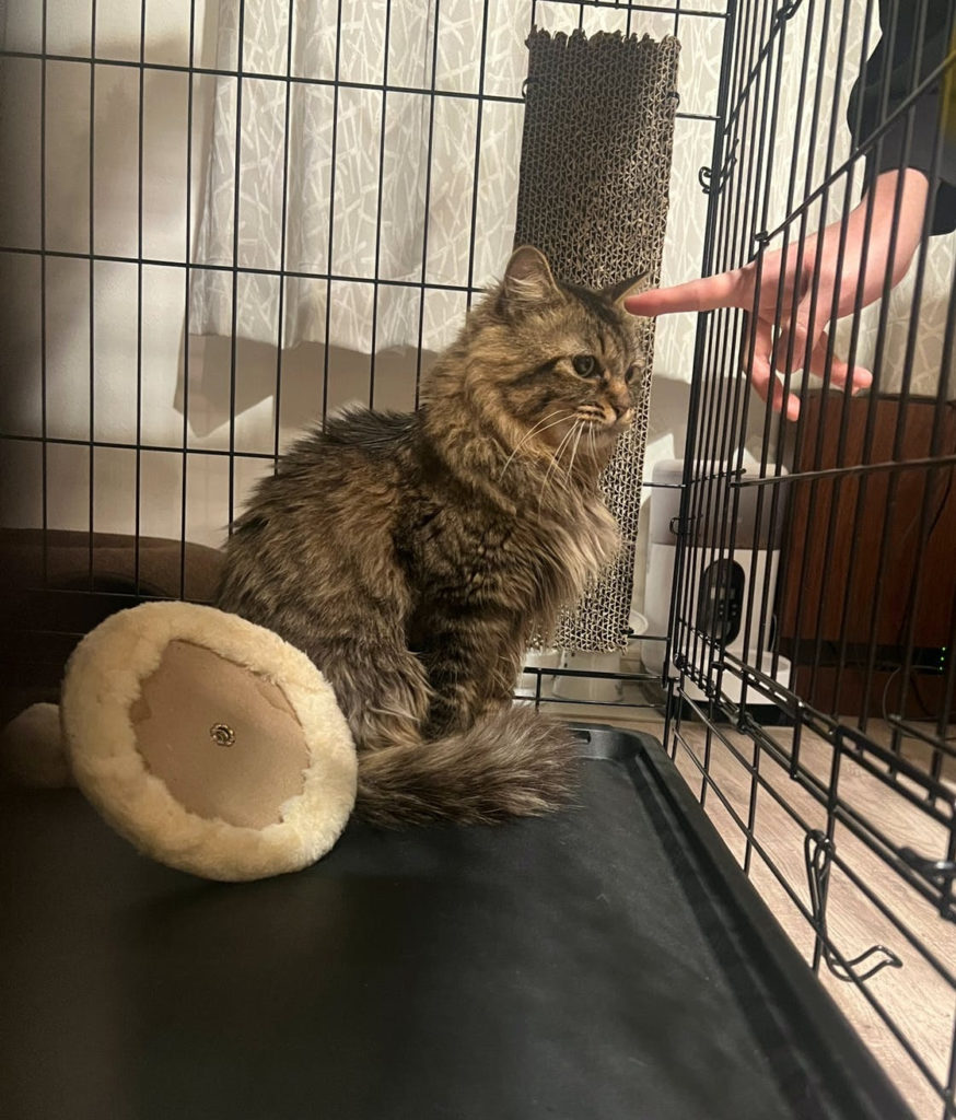 野良猫　保護猫　キジトラ　里親募集