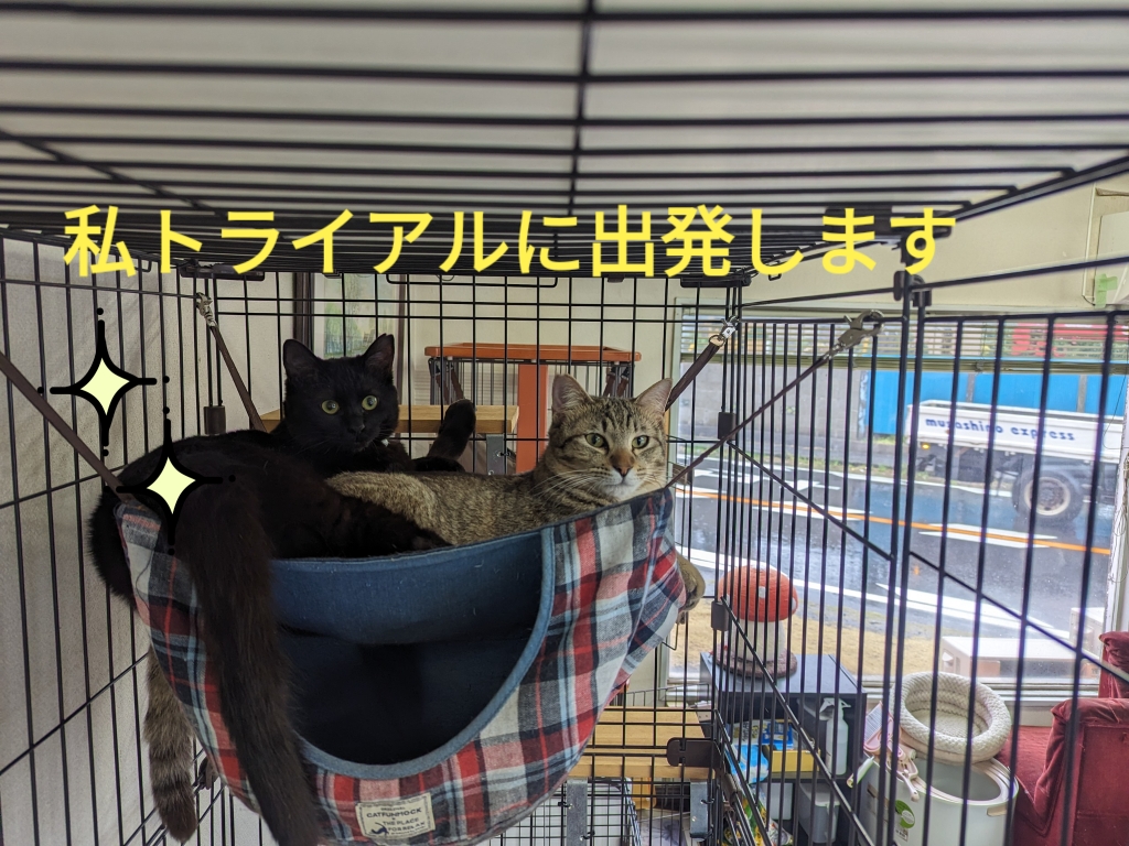 保護猫　里親募集　保護猫カフェさくら　譲渡会　キジトラ　奇形　黒猫