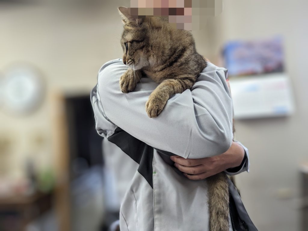 保護猫　預かりボランティア　里親募集　キジトラ　奇形