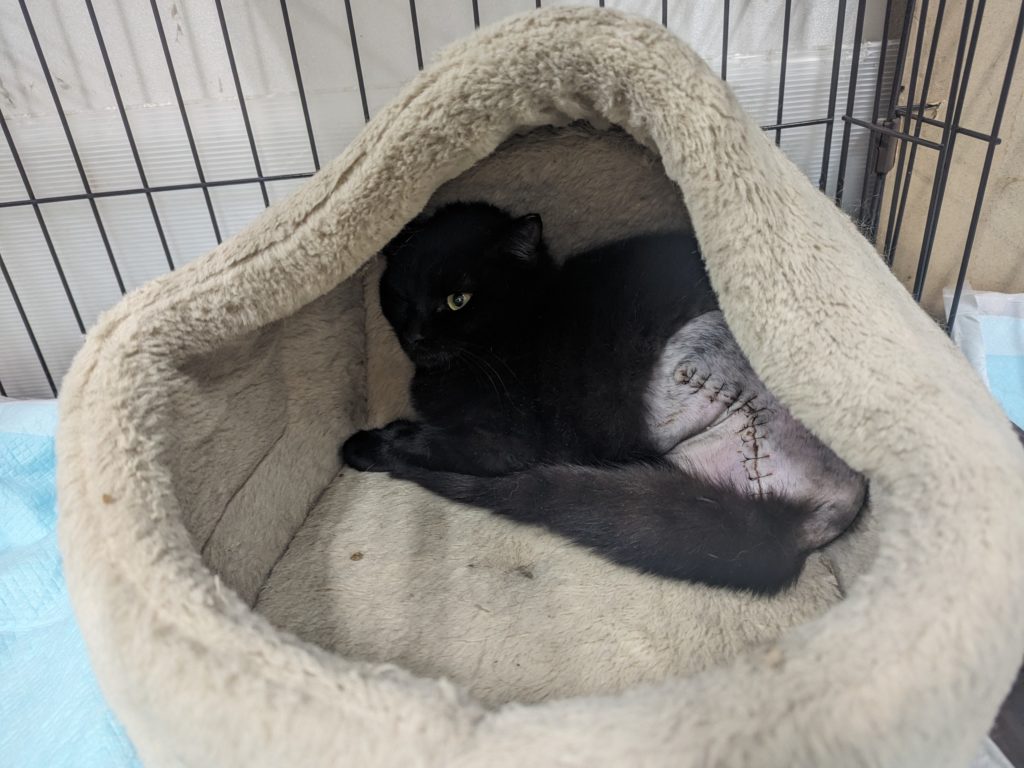 保護猫　預かりボランティア　エイズキャリア　猫エイズ　エイズ陽性　断脚　３本足の猫