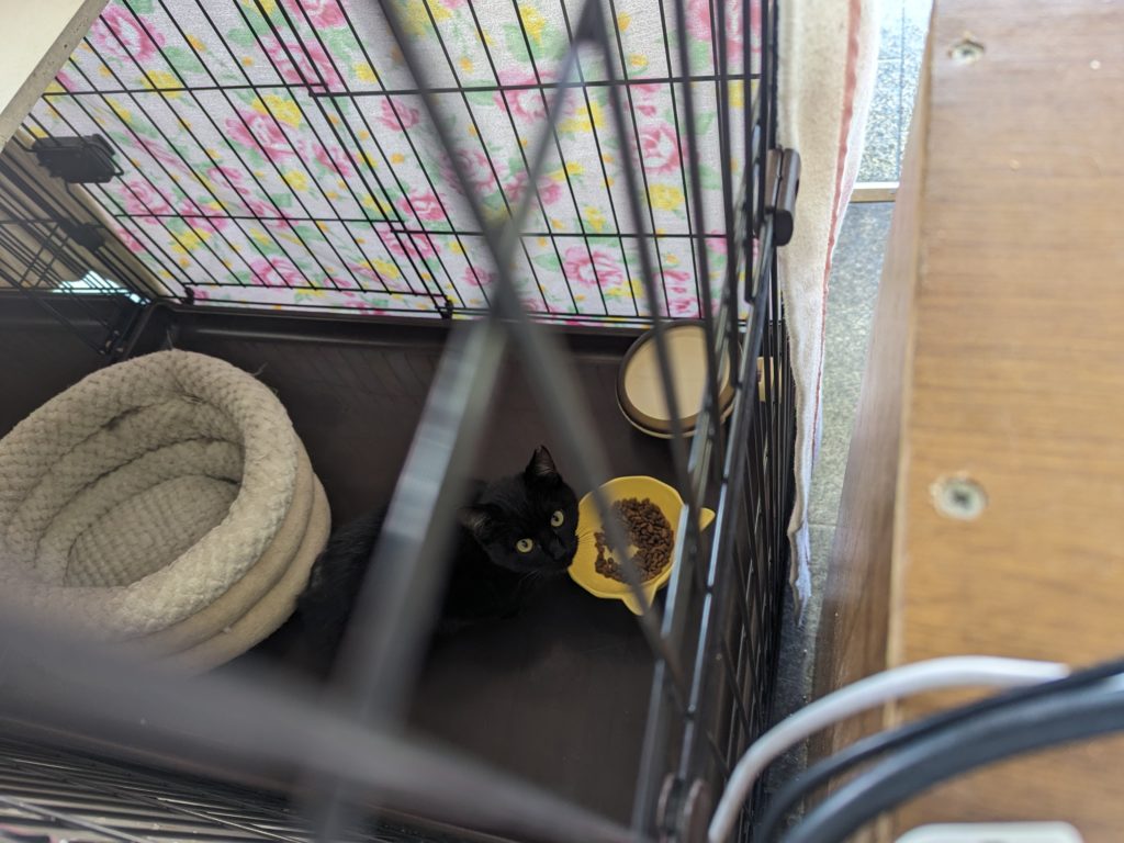 保護猫　預かりボランティア　断脚　エイズ陽性