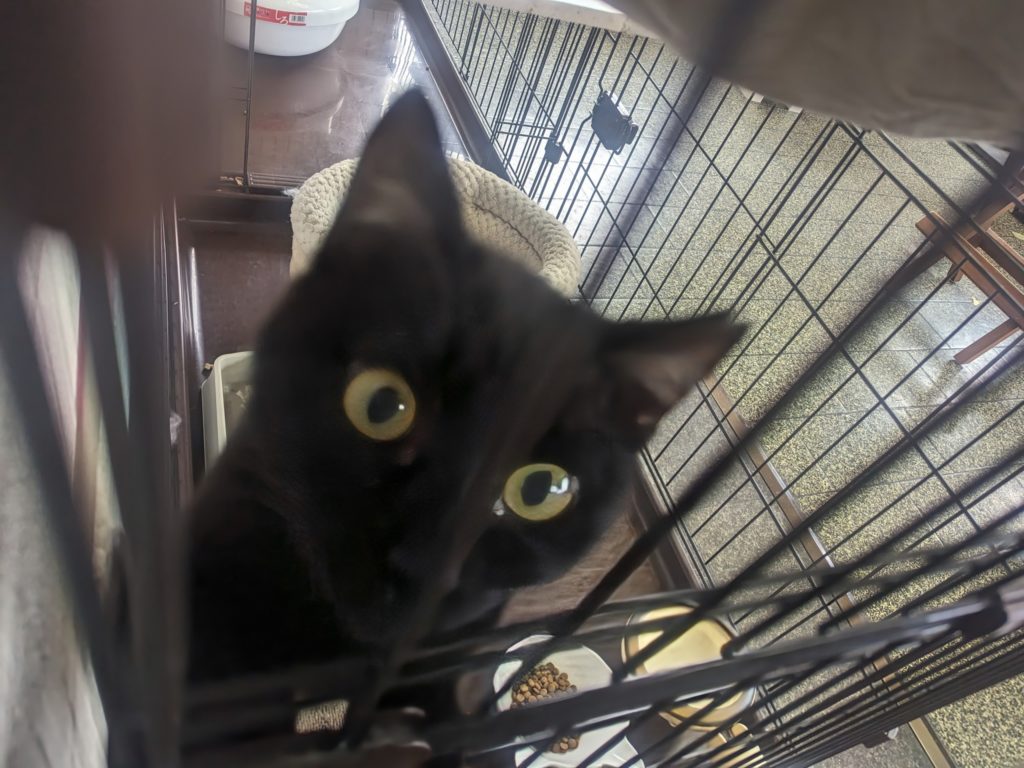 保護猫　預かりボランティア　断脚　エイズ陽性