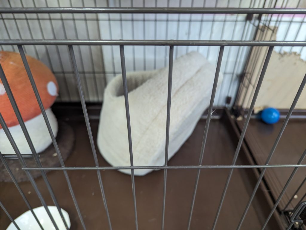 保護猫　預かりボランティア　断脚　エイズ陽性