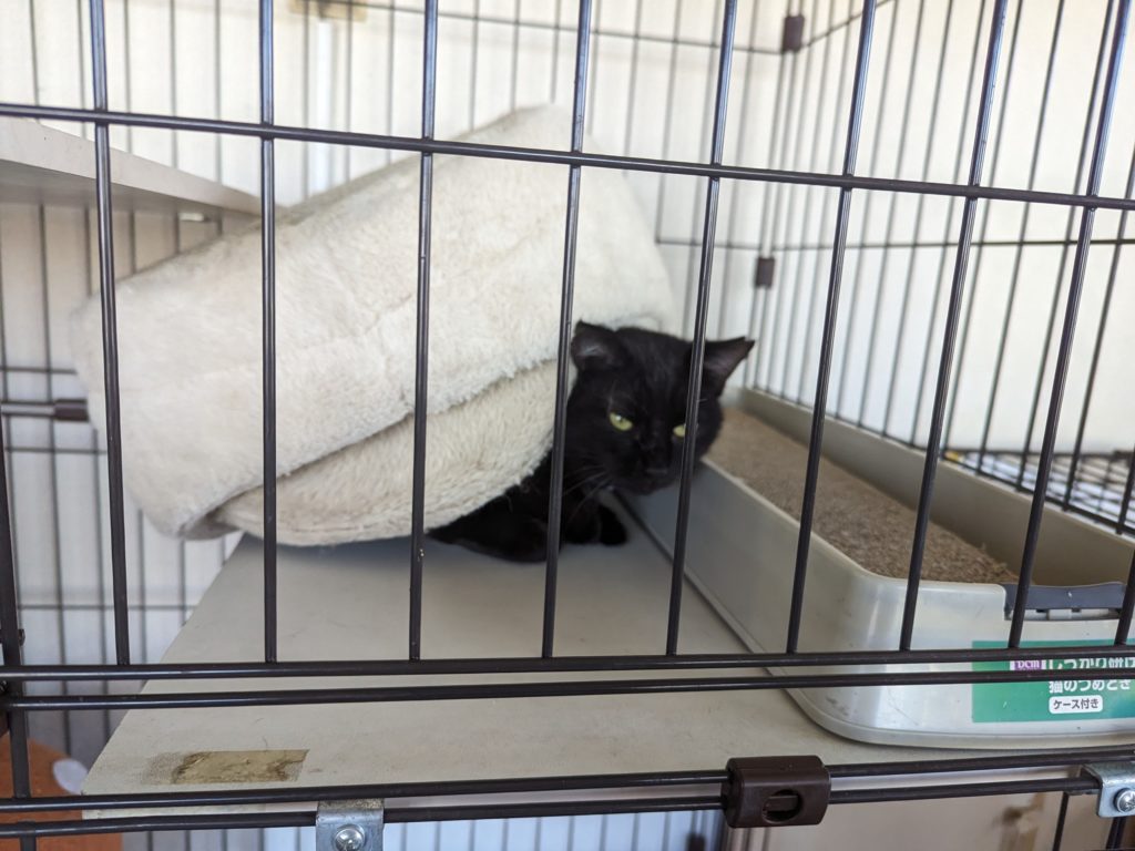 保護猫　預かりボランティア　断脚　エイズ陽性