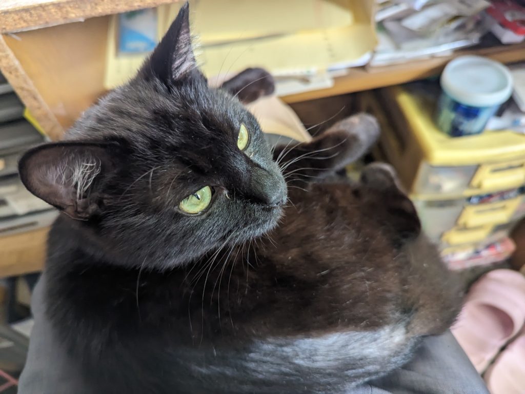 保護猫　預かりボランティア　断脚　エイズ陽性