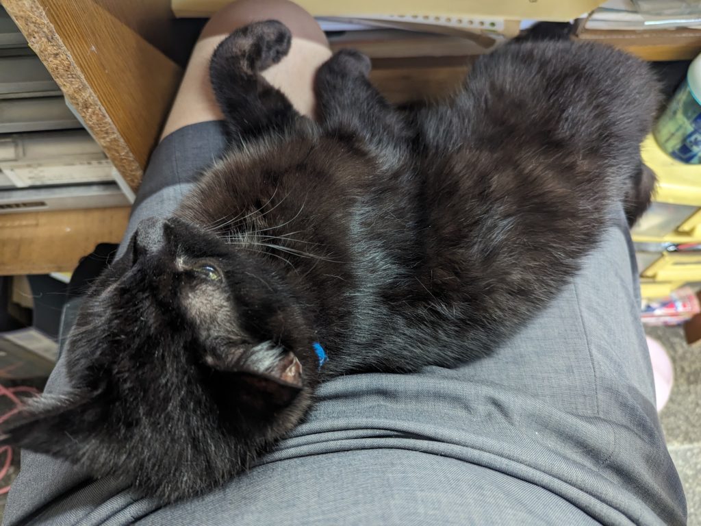 保護猫　預かりボランティア　断脚　エイズ陽性