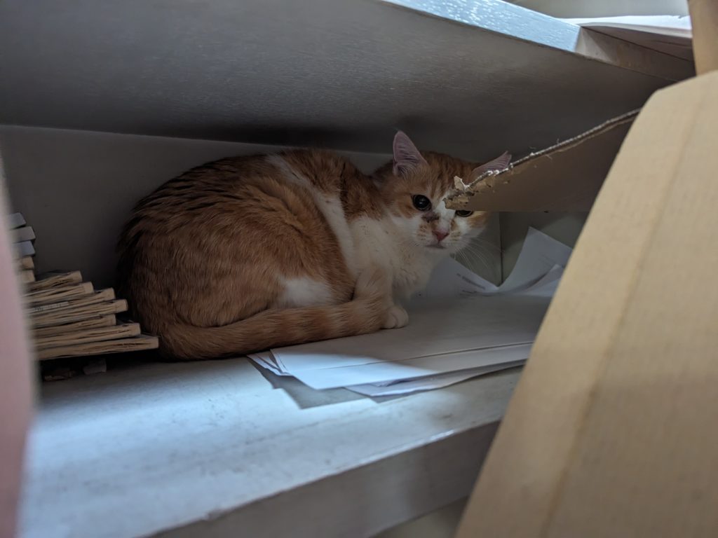 保護猫　里親募集　茨城県　預かりボランティア　猫エイズ陽性