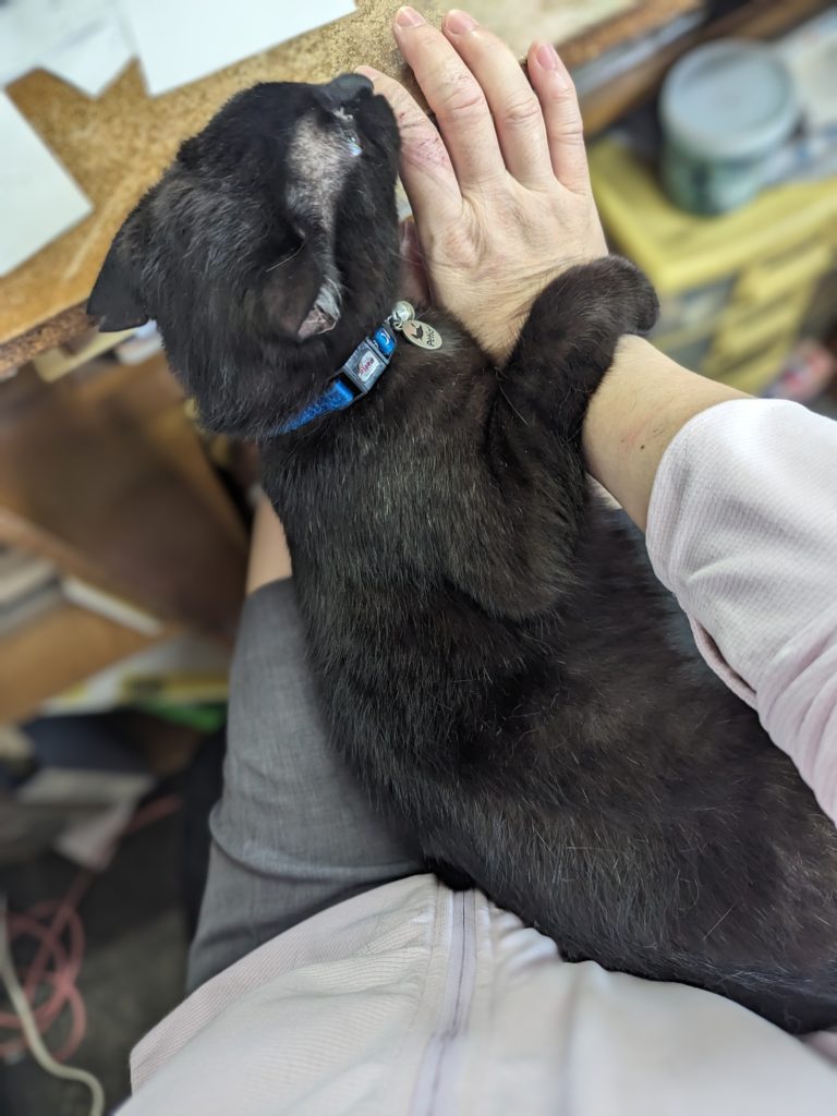 保護猫　預かりボランティア　断脚　エイズ陽性