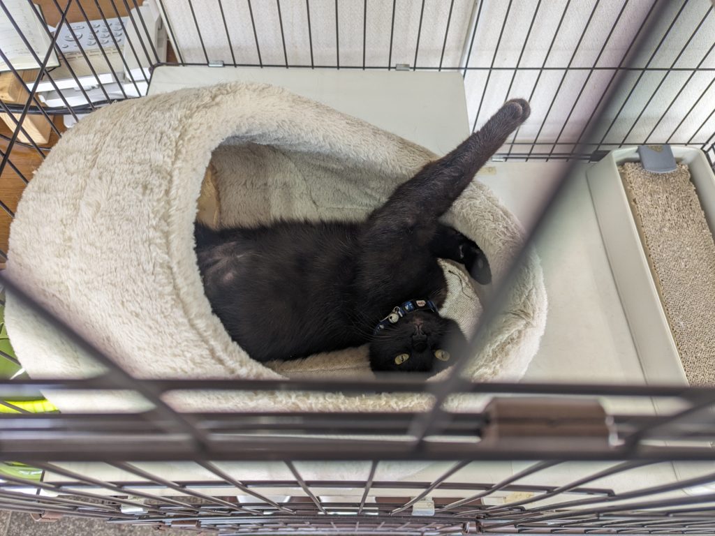 保護猫　預かりボランティア　断脚　エイズ陽性