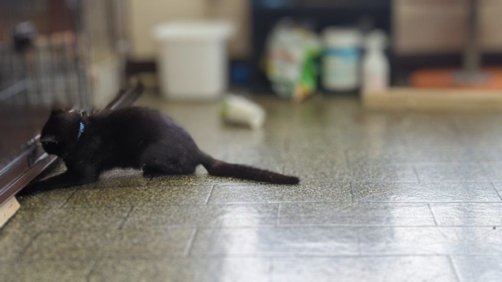 保護猫　預かりボランティア　断脚　エイズ陽性