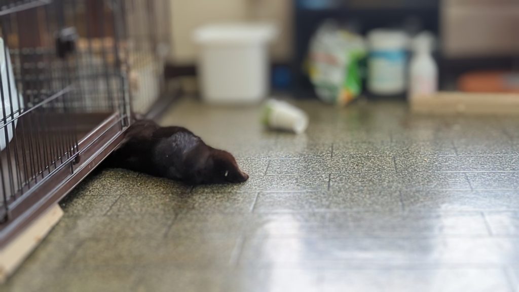 保護猫　預かりボランティア　断脚　エイズ陽性