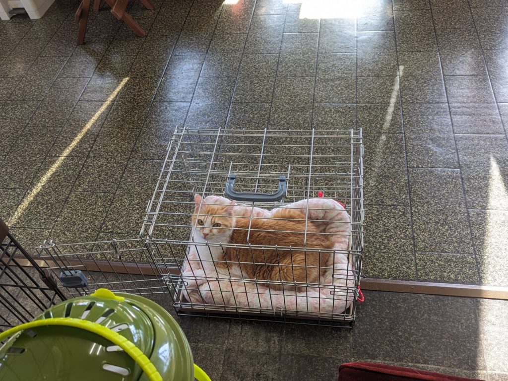 保護猫　預かりボランティア　茶白　ふくよかな猫