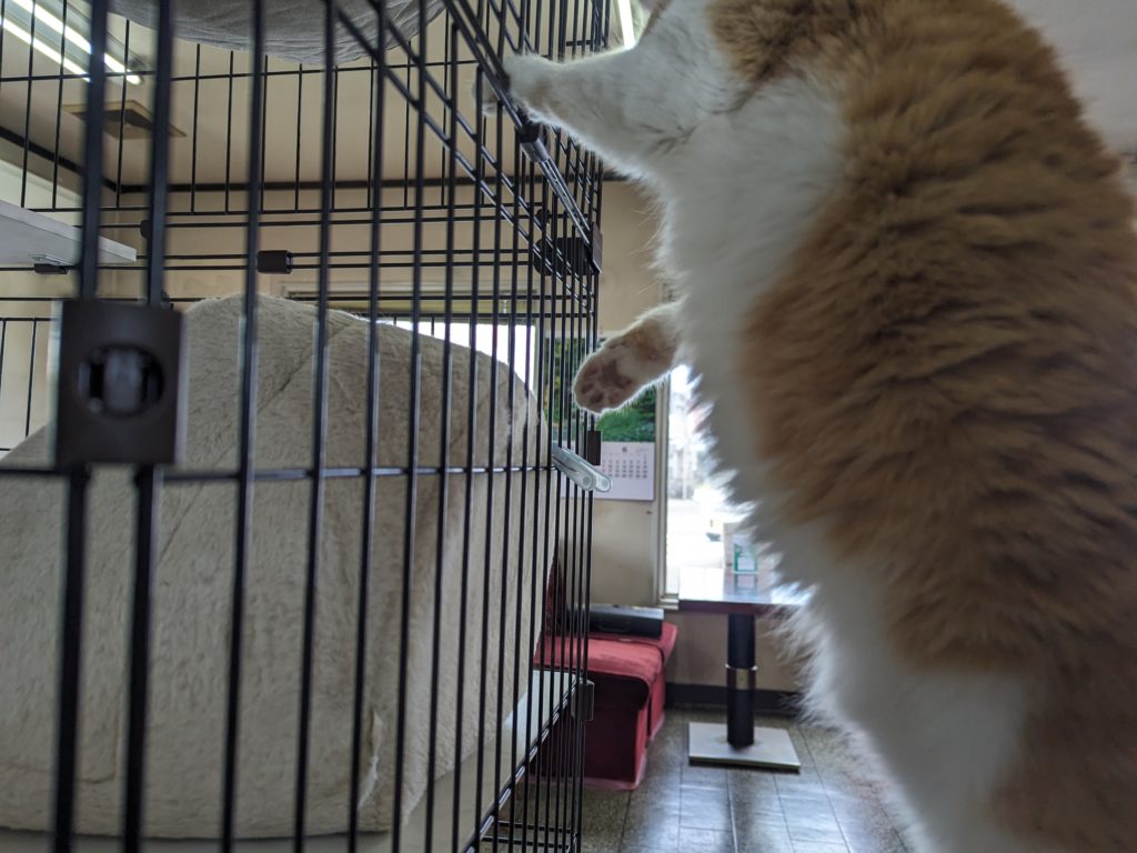 保護猫　預かりボランティア　茶白　ふくよかな猫