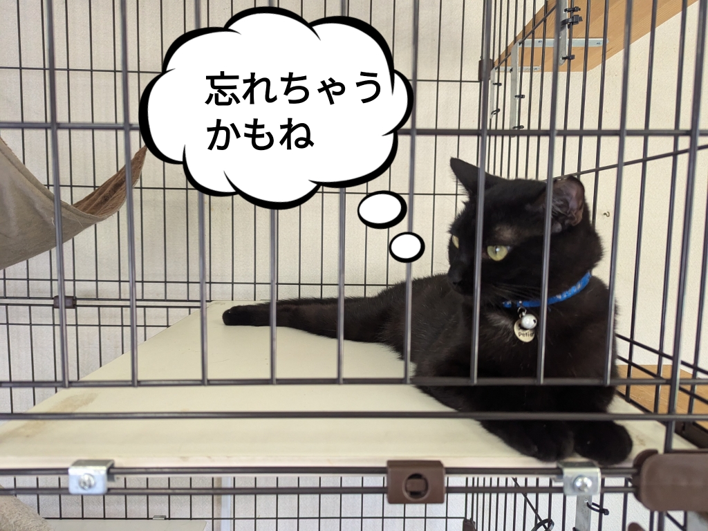 保護猫　預かりボランティア　エイズ陽性　断脚　黒猫