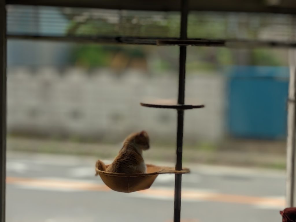 保護猫　預かりボランティア　茶白　ふくよかな猫