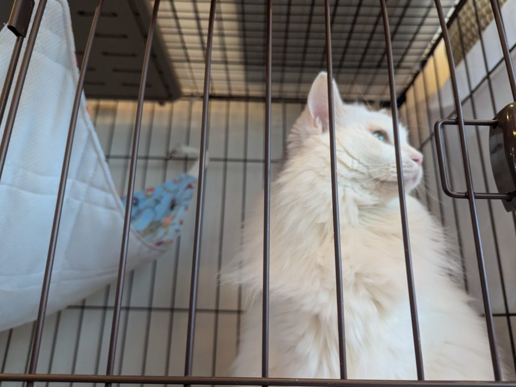 保護猫カフェ　保護猫カフェさくら　越谷市　２号店　キャリア　エイズ陽性