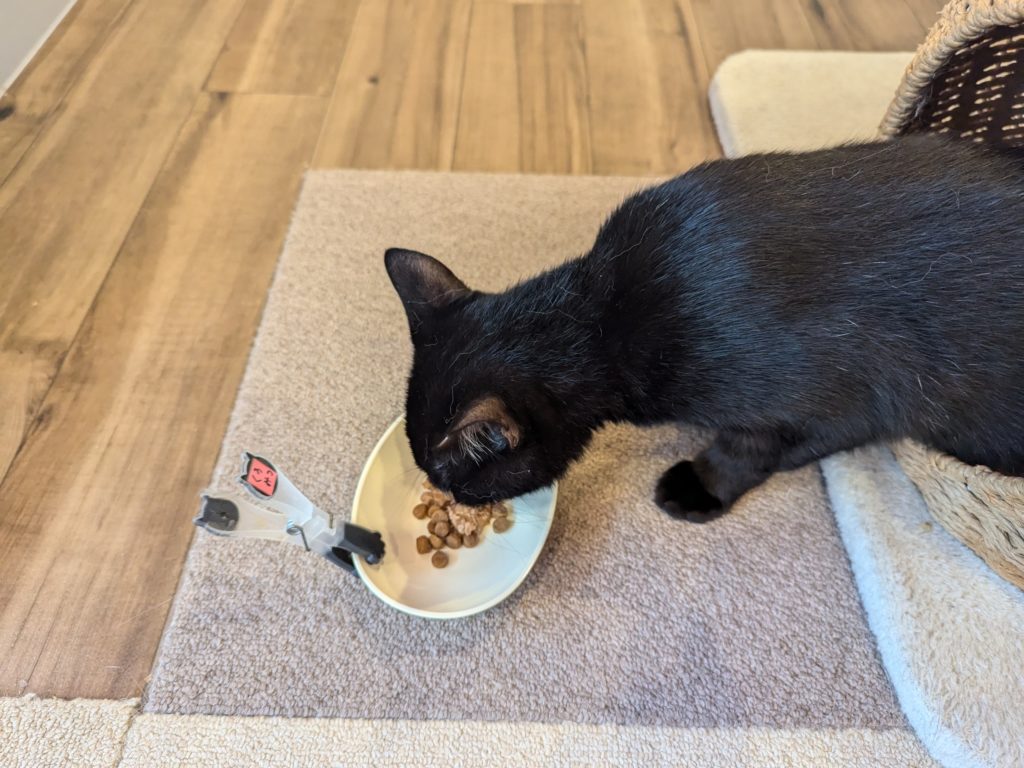 保護猫カフェ　保護猫カフェさくら　越谷市　２号店　キャリア　エイズ陽性