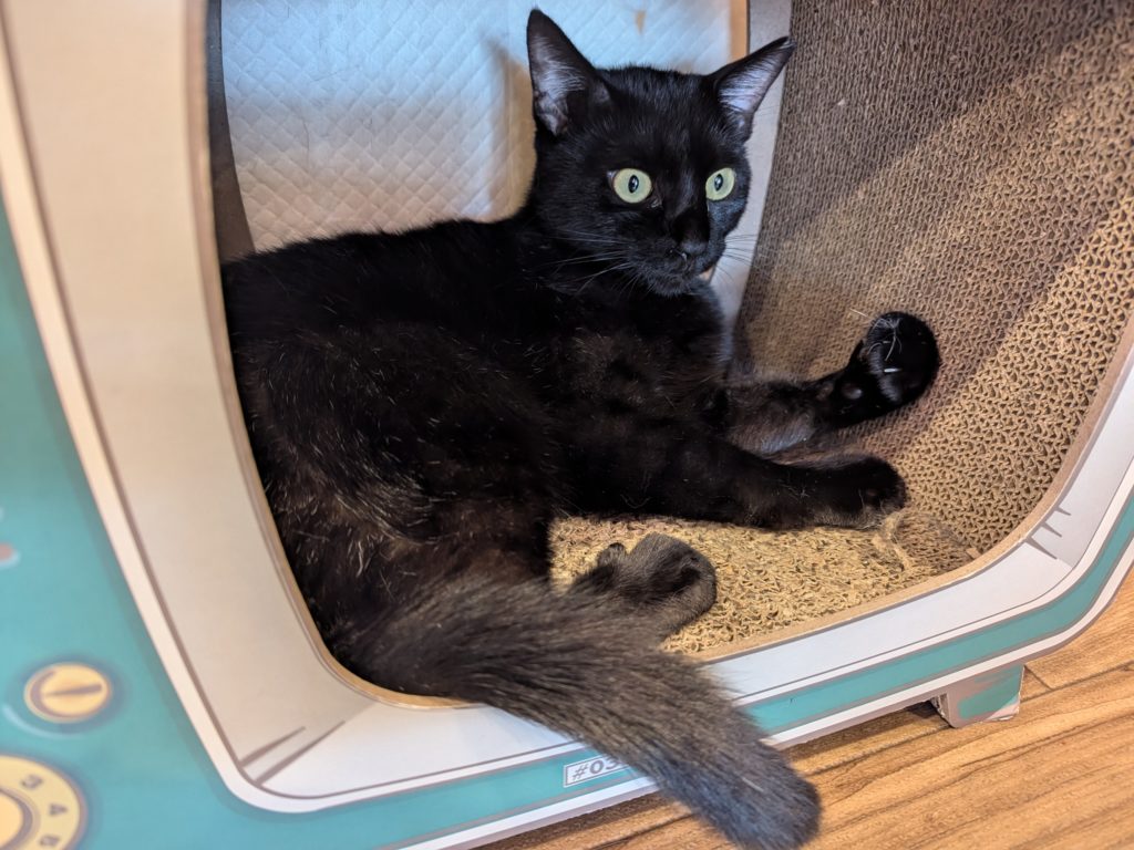 保護猫カフェ　保護猫カフェさくら　越谷市　２号店　キャリア　エイズ陽性