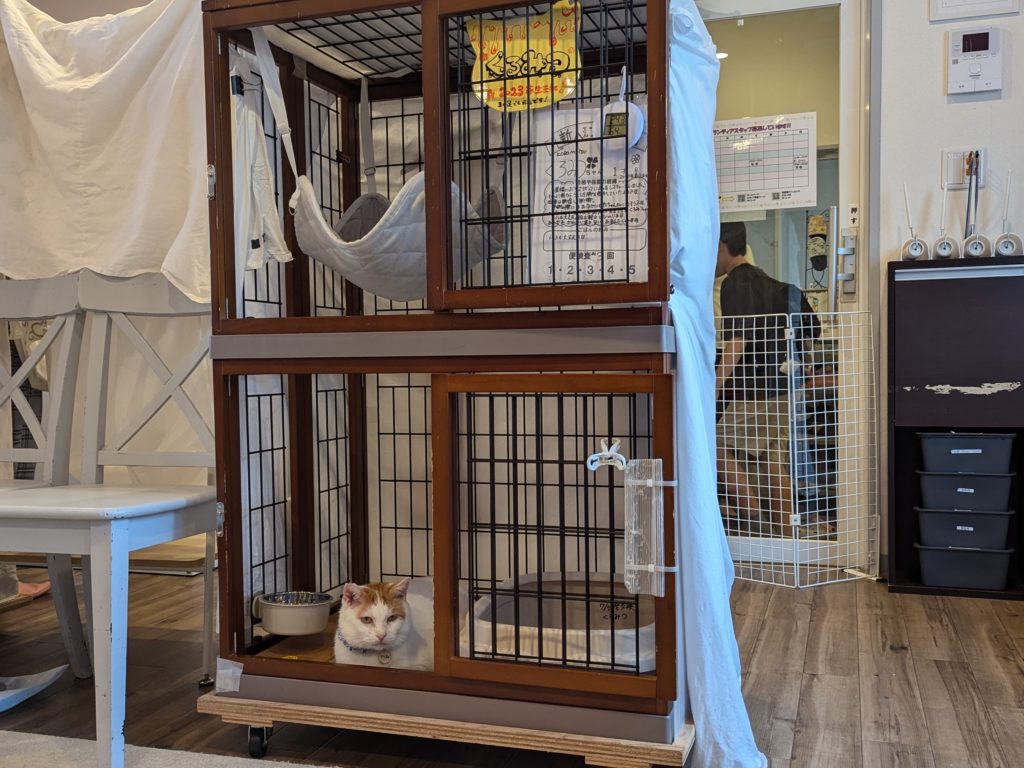 保護猫カフェ　保護猫カフェさくら　越谷市　２号店　キャリア　エイズ陽性