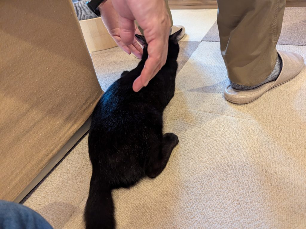 保護猫カフェ　保護猫カフェさくら　越谷市　２号店　キャリア　エイズ陽性