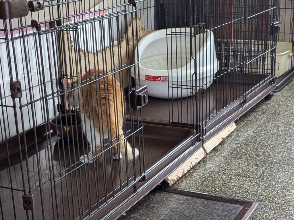 保護猫　預かりボランティア　茶白　ふくよかな猫　デブ猫　里親募集中