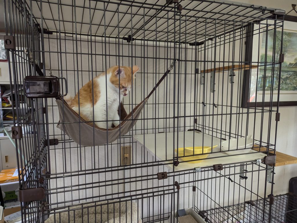 保護猫　預かりボランティア　ふくよかな猫　茶白　里親募集中　