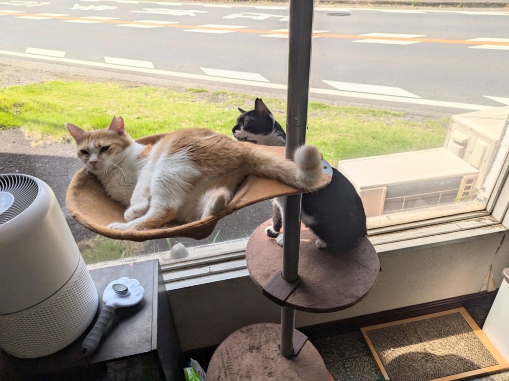 保護猫　預かりボランティア　親子　野良猫