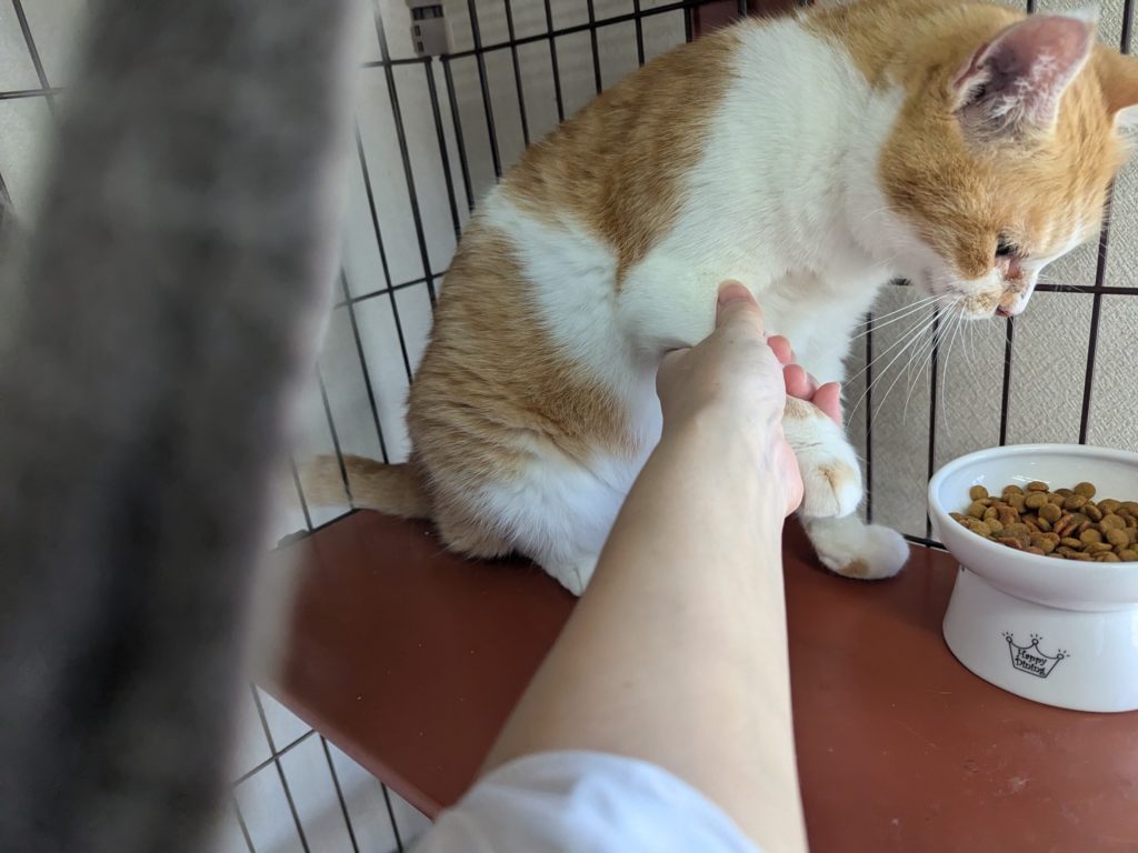 保護猫 茨城県 坂東市 預かりボランティア