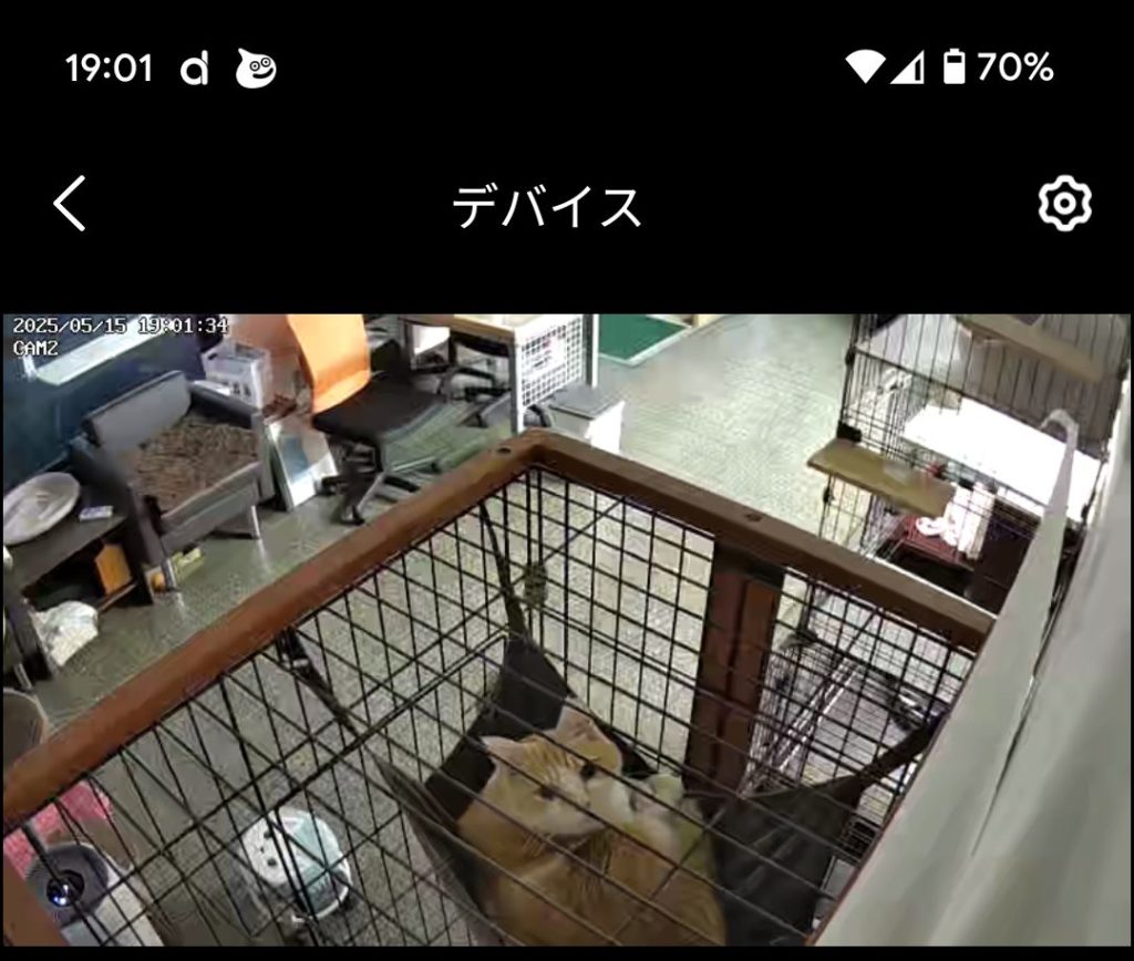 茨城県坂東市　保護猫　里親募集　預かりボランティア　わんにゃんサークル結生