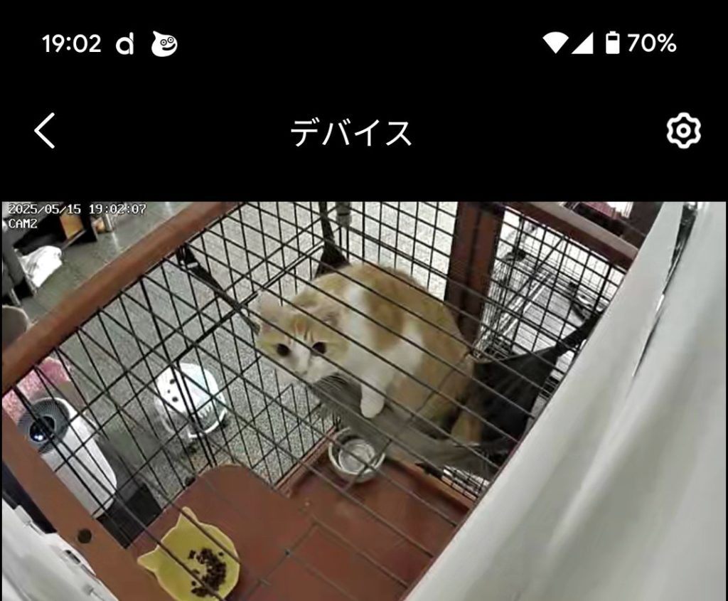 茨城県坂東市　保護猫　里親募集　預かりボランティア　わんにゃんサークル結生