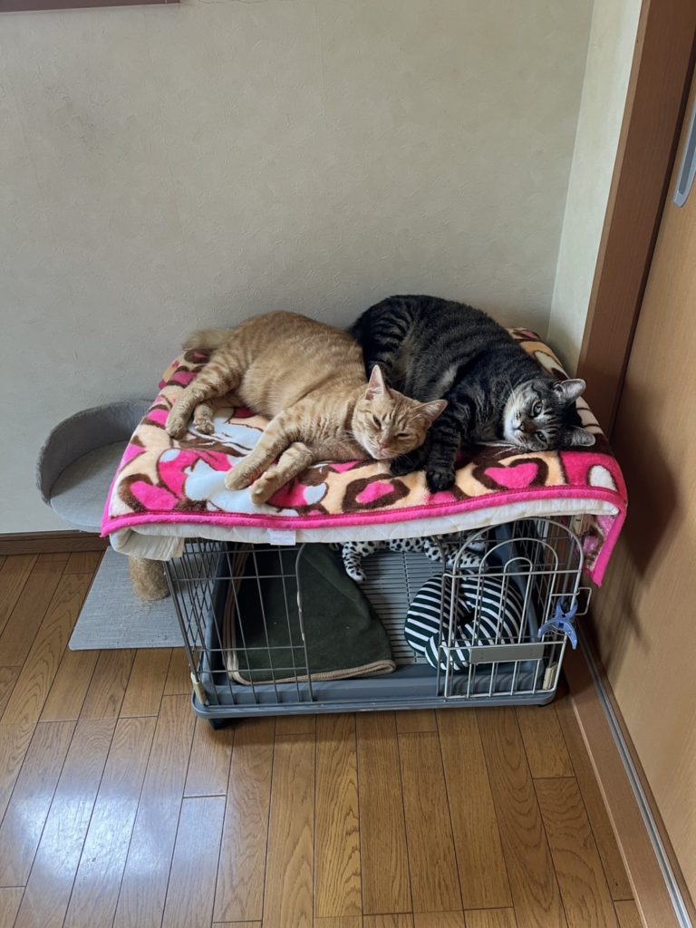 保護猫　幸せ報告