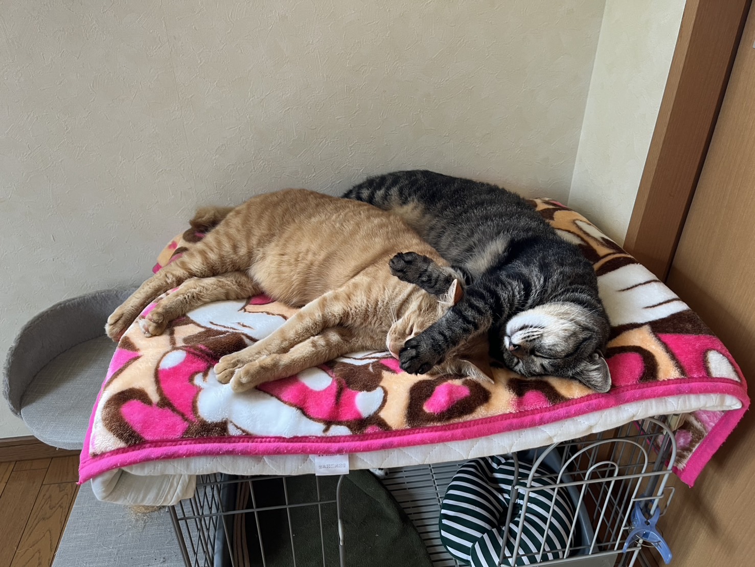 保護猫　幸せ報告