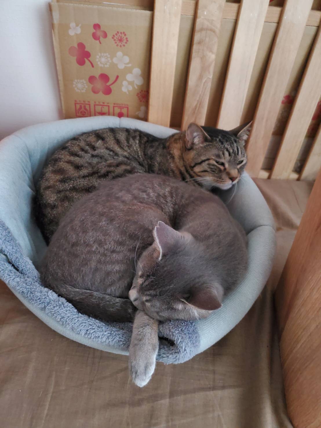 保護猫　里親募集　茨城県坂東市　わんにゃんサークル結生　預かりボランティア