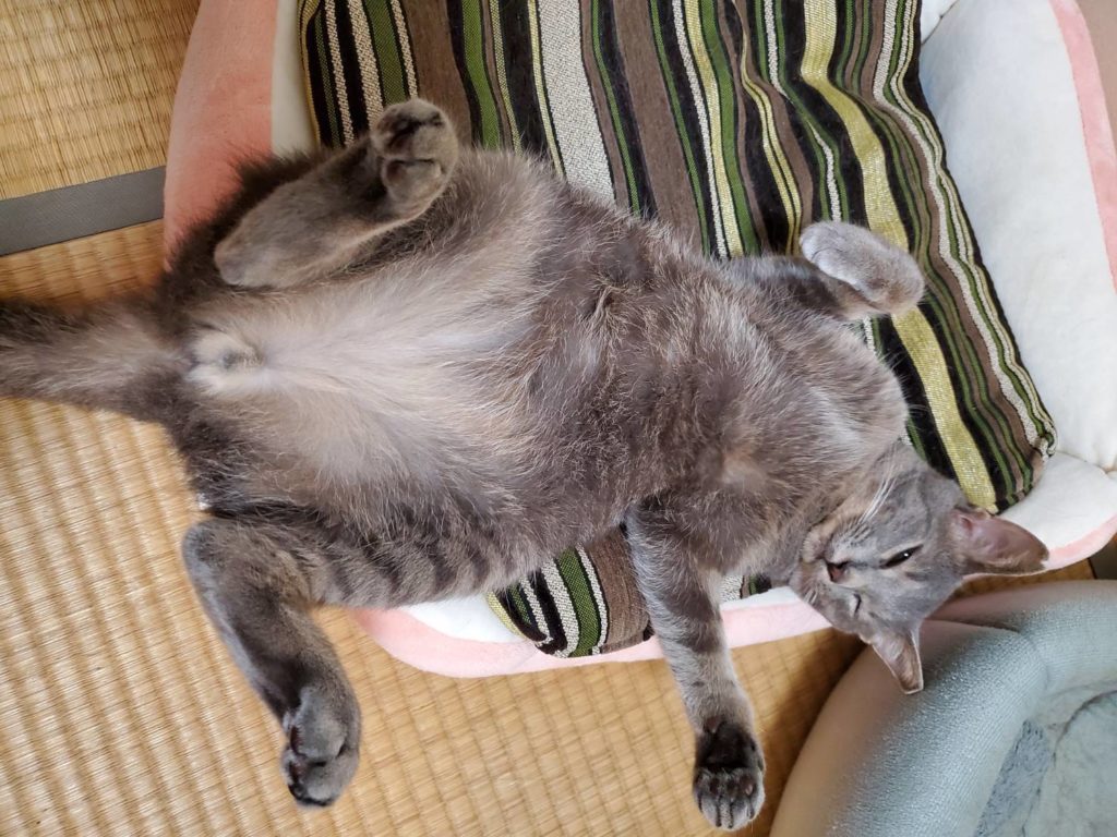 保護猫 里親募集 茨城県坂東市 わんにゃんサークル結生 預かりボランティア