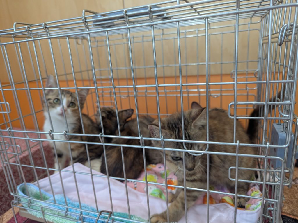 茨城県坂東市　保護猫　里親募集　預かりボランティア　わんにゃんサークル結生