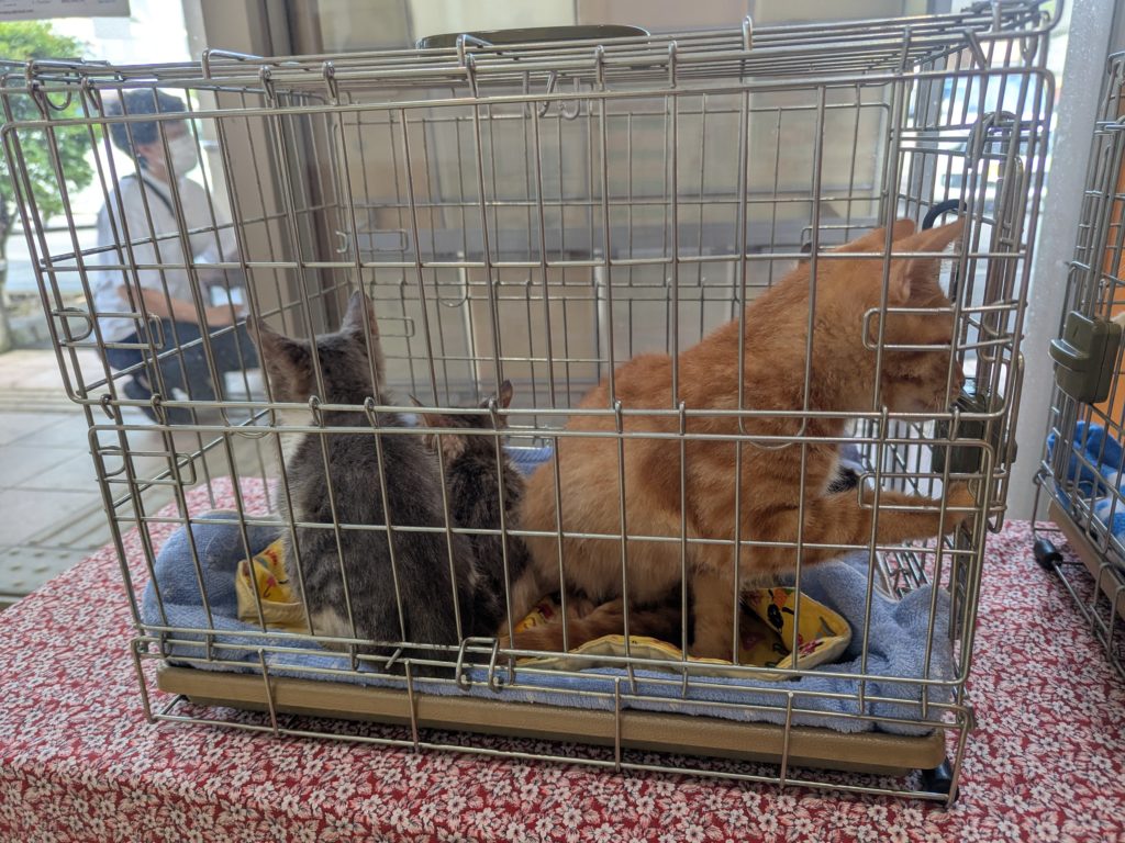 茨城県坂東市　保護猫　里親募集　預かりボランティア　わんにゃんサークル結生