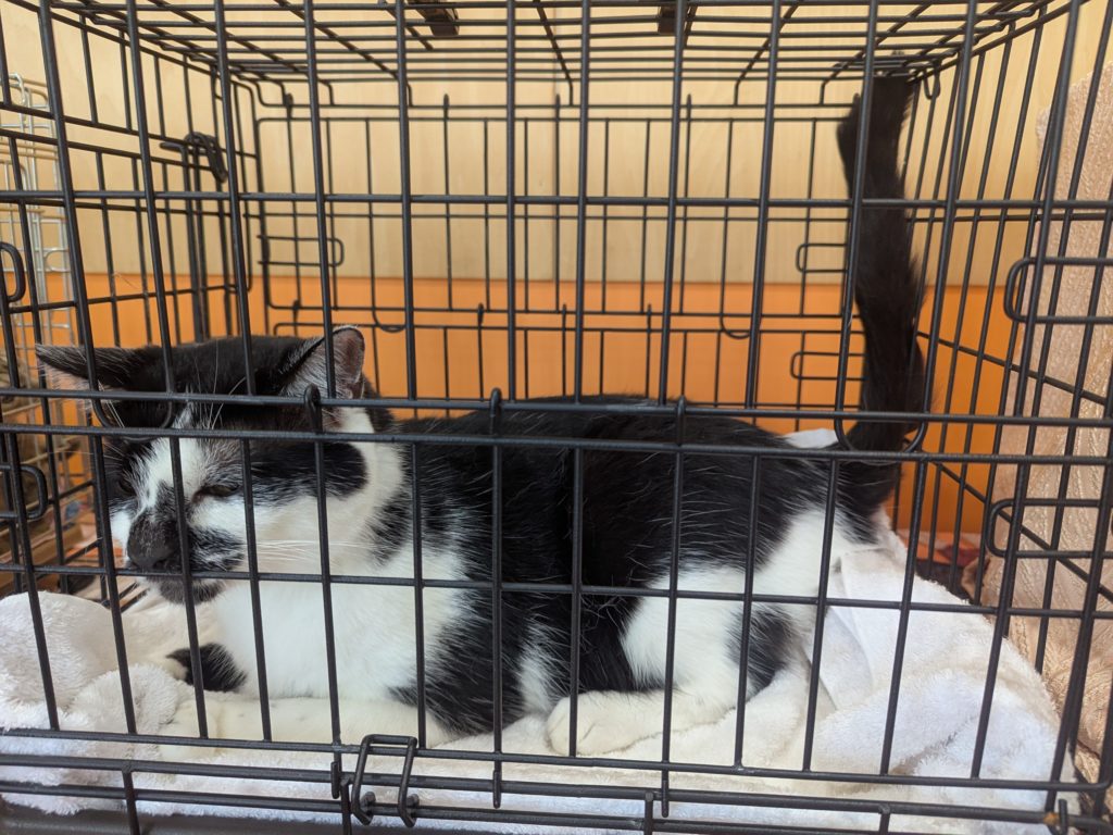 茨城県坂東市　保護猫　里親募集　預かりボランティア　わんにゃんサークル結生