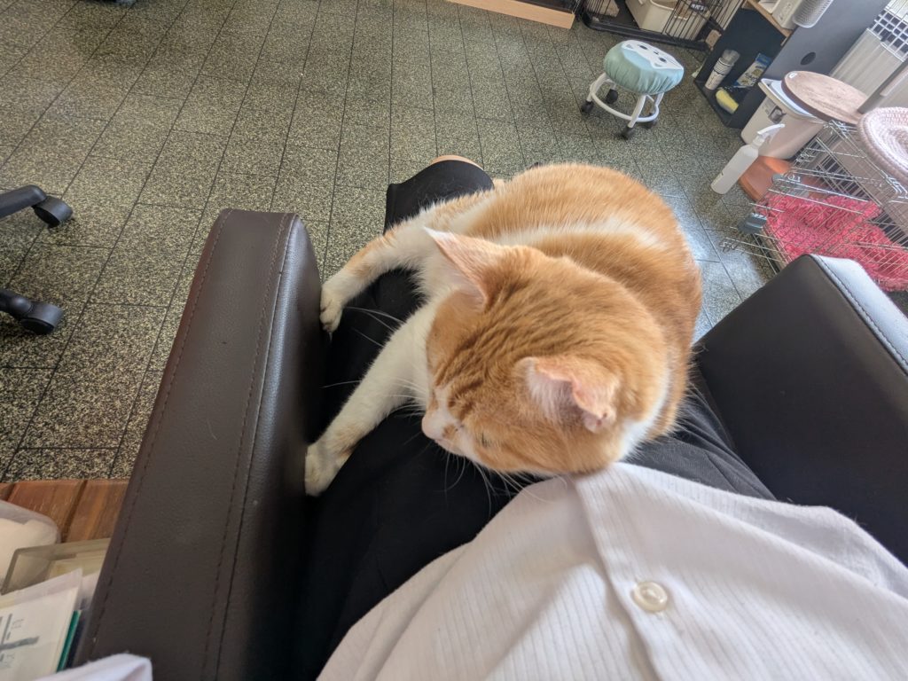 茨城県坂東市 保護猫 里親募集 預かりボランティア わんにゃんサークル結生