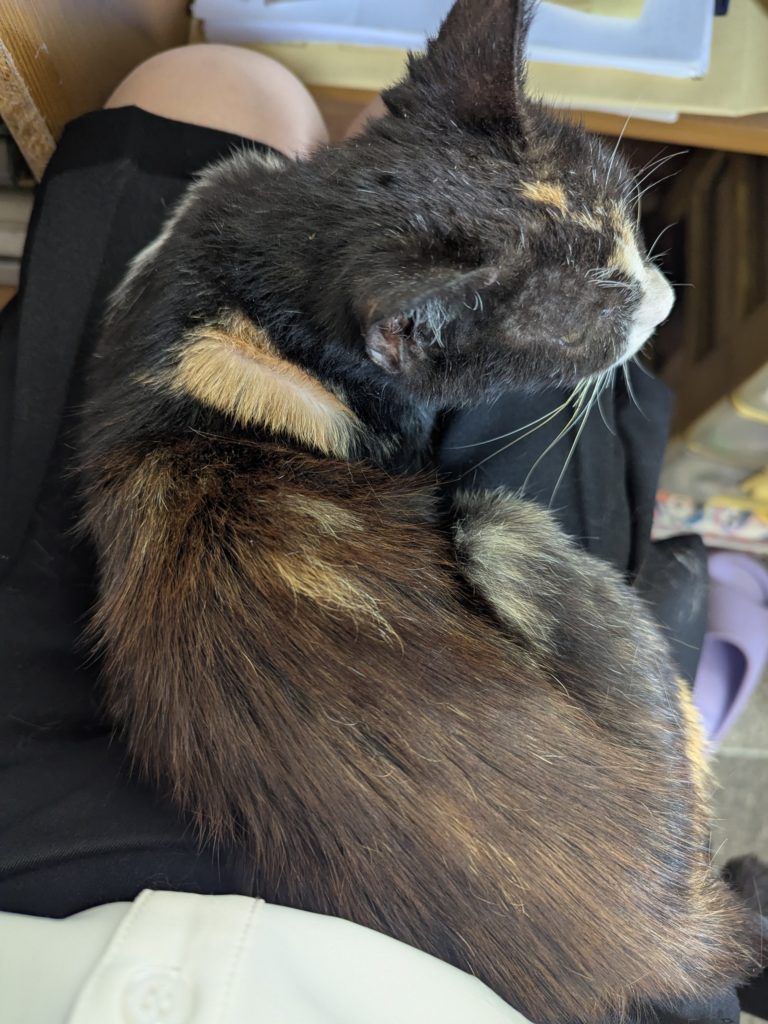 茨城県坂東市　保護猫　里親募集　預かりボランティア　わんにゃんサークル結生