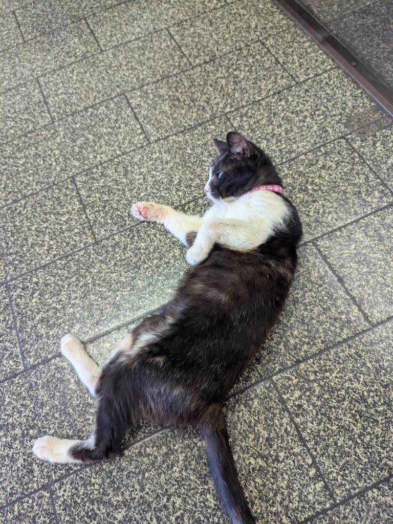 茨城県坂東市　保護猫　里親募集　預かりボランティア　わんにゃんサークル結生