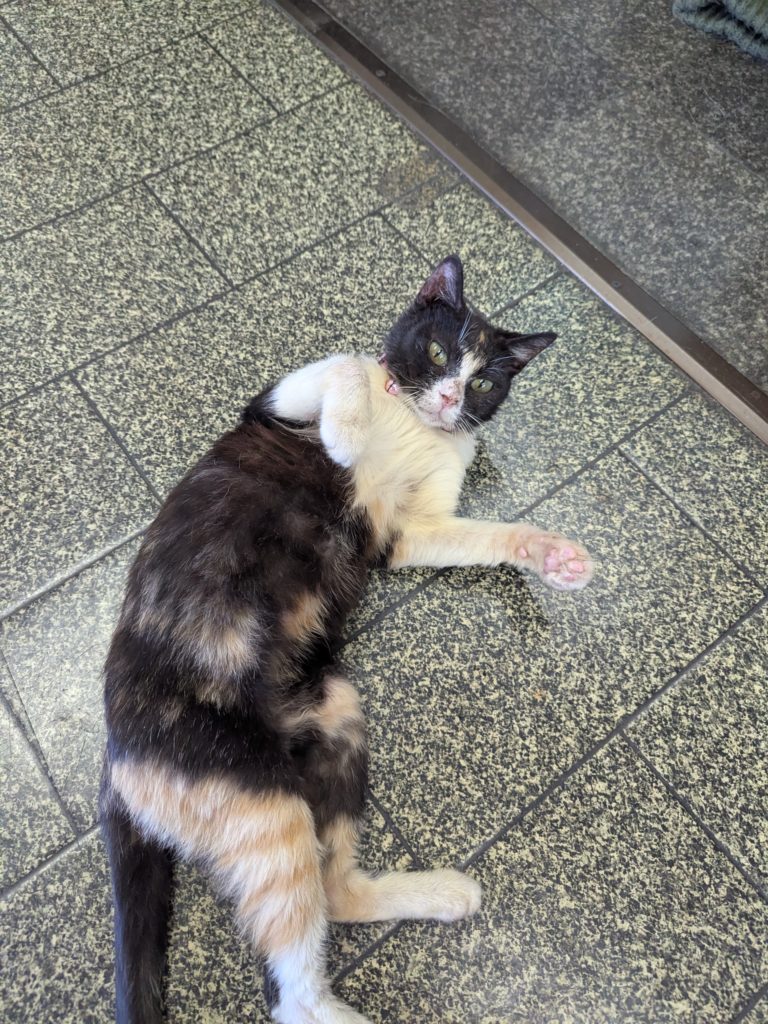 茨城県坂東市　保護猫　里親募集　預かりボランティア　わんにゃんサークル結生