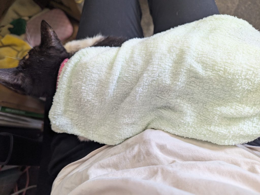 茨城県坂東市　保護猫　里親募集　預かりボランティア　わんにゃんサークル結生