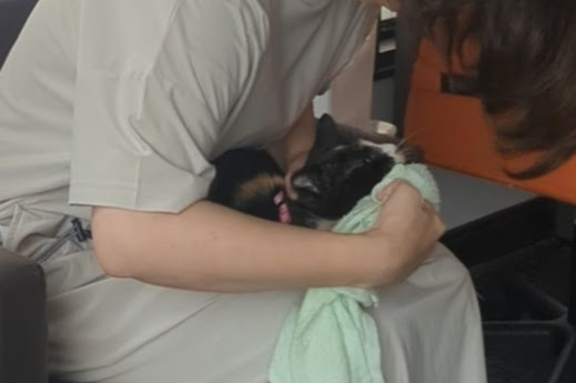 茨城県坂東市　保護猫　里親募集　預かりボランティア　わんにゃんサークル結生