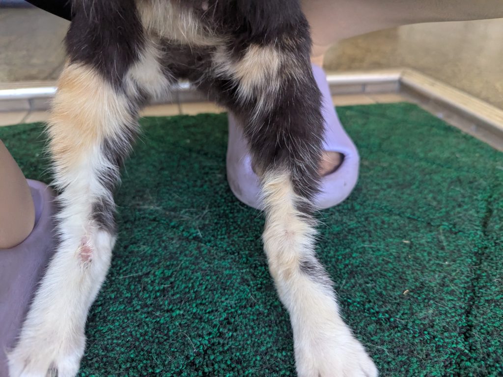 茨城県坂東市　保護猫　里親募集　預かりボランティア　わんにゃんサークル結生　疥癬　真菌