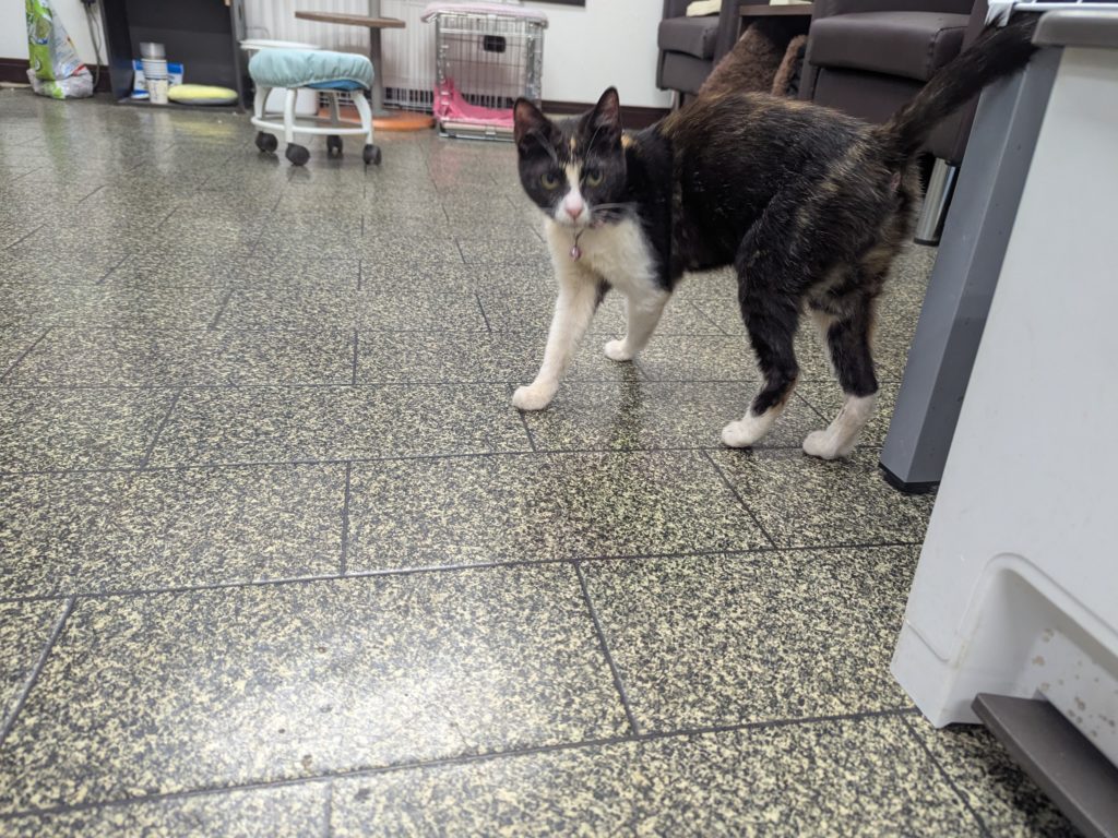 茨城県坂東市　保護猫　里親募集　預かりボランティア　わんにゃんサークル結生　疥癬　真菌